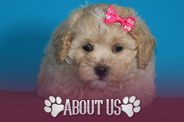 About Us About Country Lane Paws