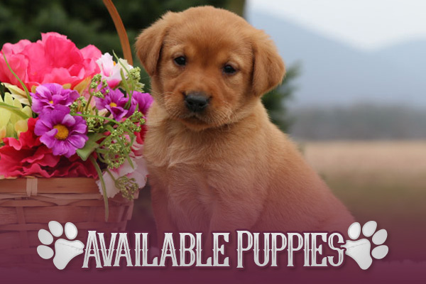 Breeds & Puppies Country Lane Paws Breeds & Puppies