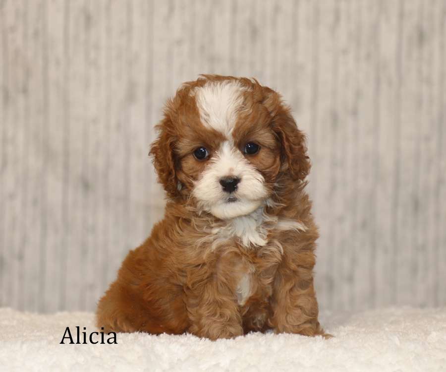 Cavapoo Breeder in Pennsylvania Cavapoo at Pennsylvania