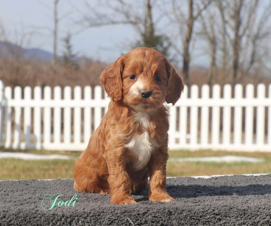 Cockapoo Breeder in Pennsylvania A Cockapoo puppy