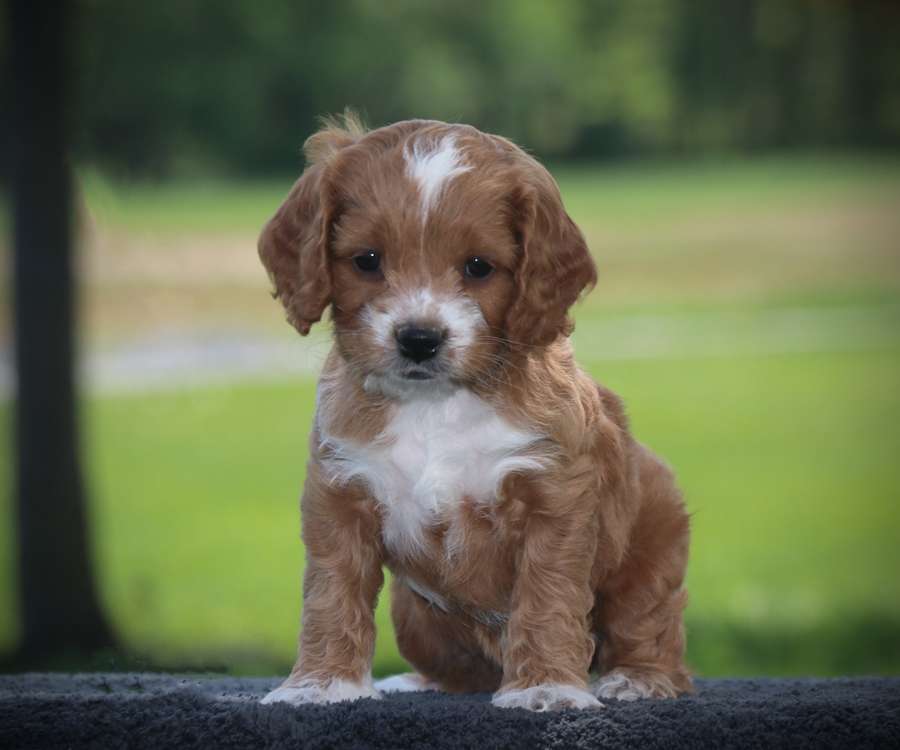 Intro A Cavapoo