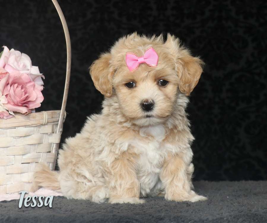 Maltipoo Breeder in Pennsylvania Maltipoo Puppy